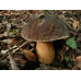 Мицелий Белого гриба темно-бронзового (Boletus aereus)